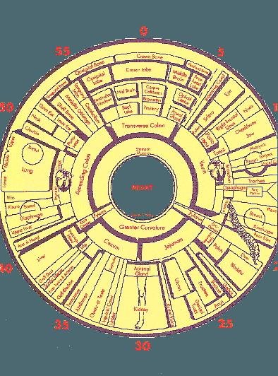 Right eye organ correspondence zones in iridology chart