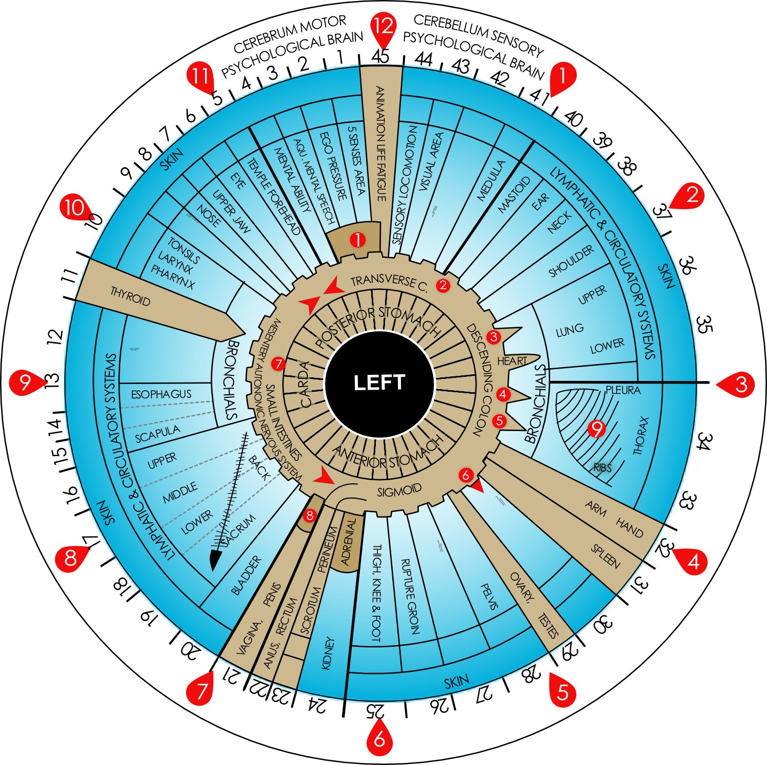 annotated left eye iris photograph highlighting key assessment areas