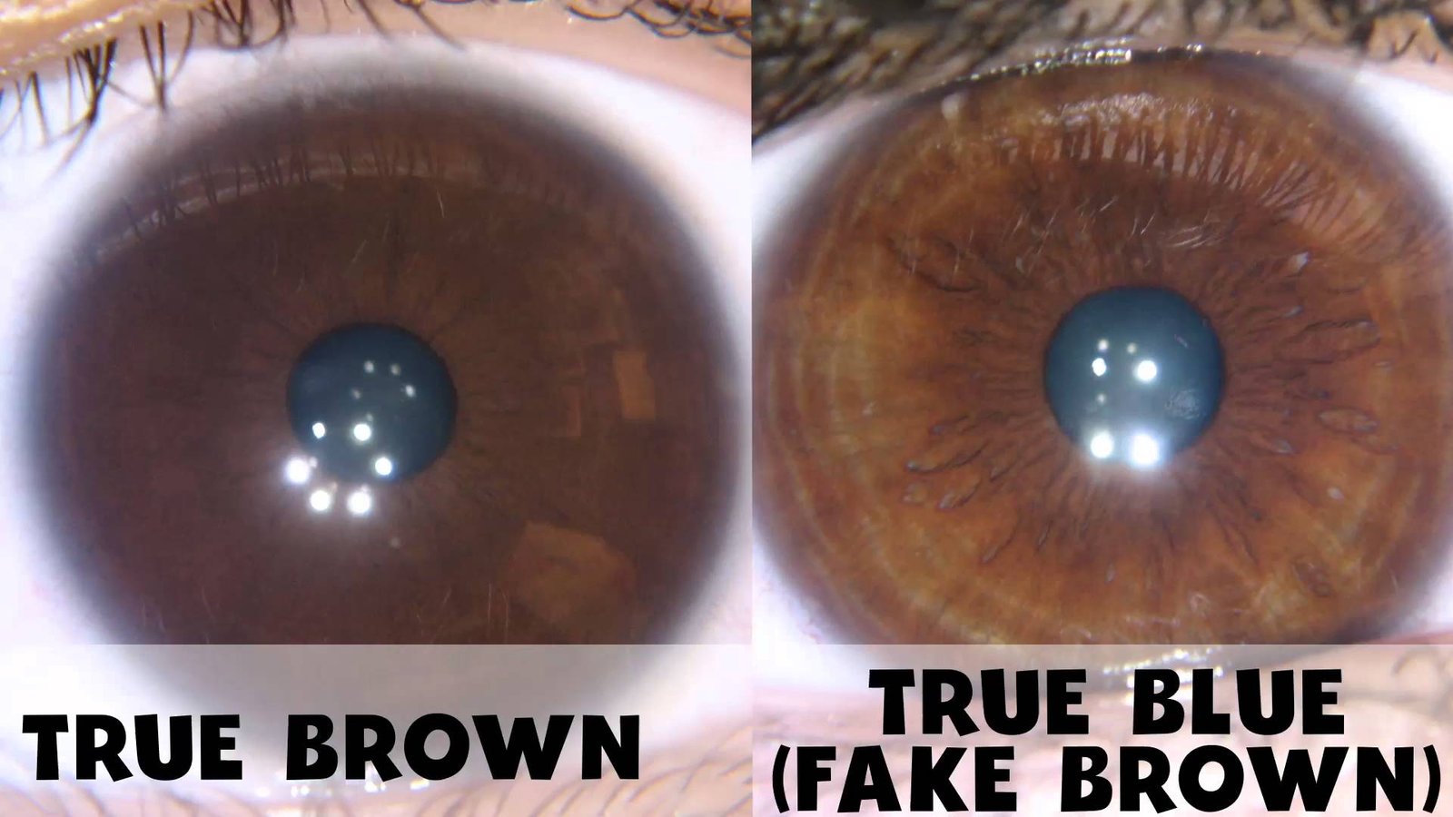 3D iris rendering showing texture and depth analysis features