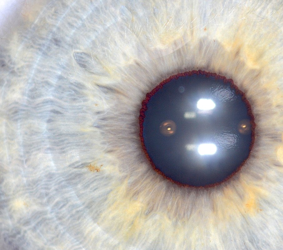 High-resolution iris image captured with pebble 9 camera