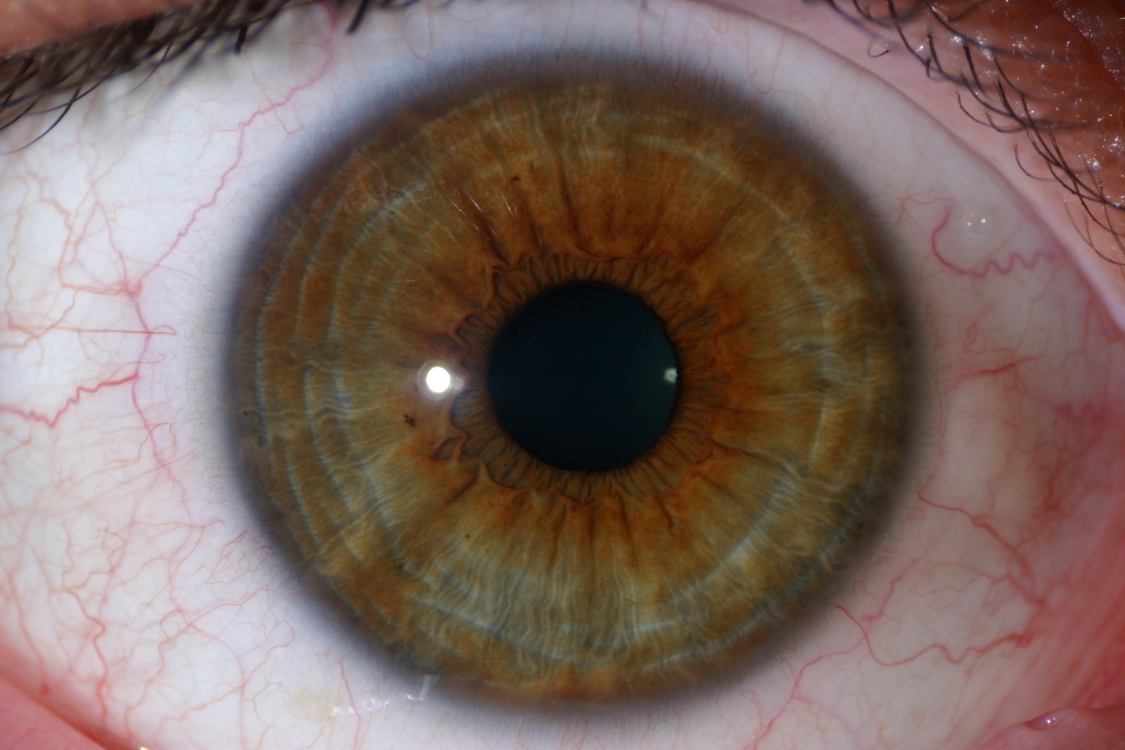 High-resolution iris image captured by professional camera