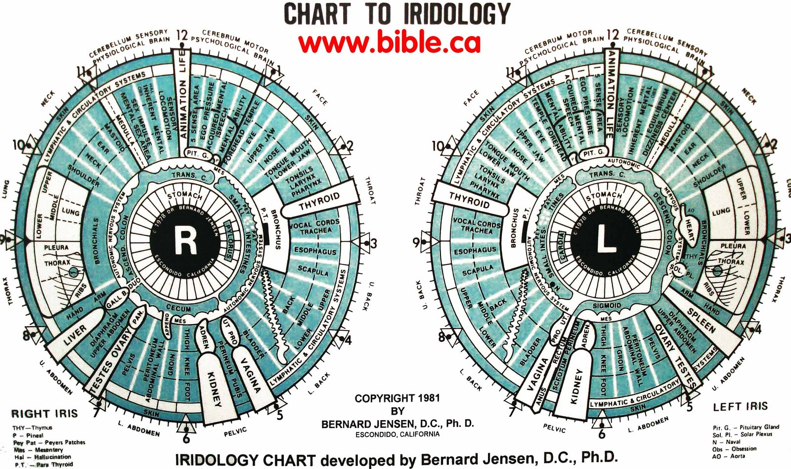 Bernard Jensen iridology chart detailed zone breakdown showing concentric rings and radial segments