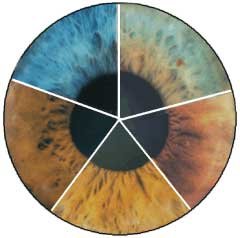 Iridology chart showing numbered regional zones and body system correspondence