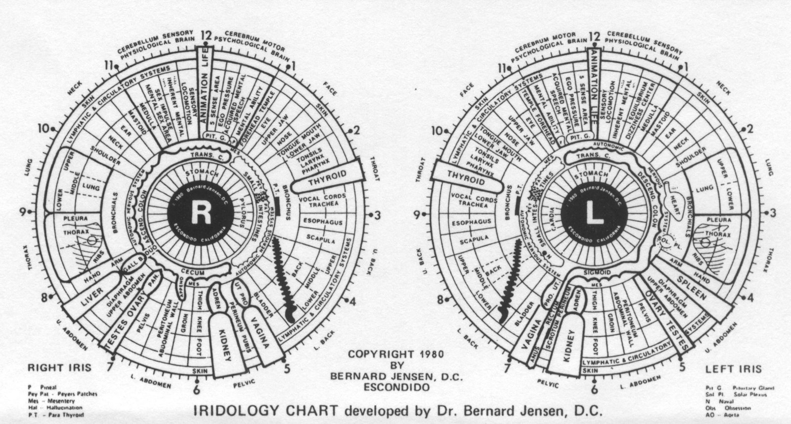 Iridology software showing automatic iris zone analysis with Bernard Jensen chart overlay