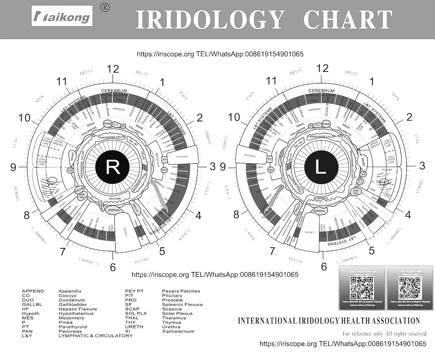 Professional iridology liver chart showing detailed iris zone mappings