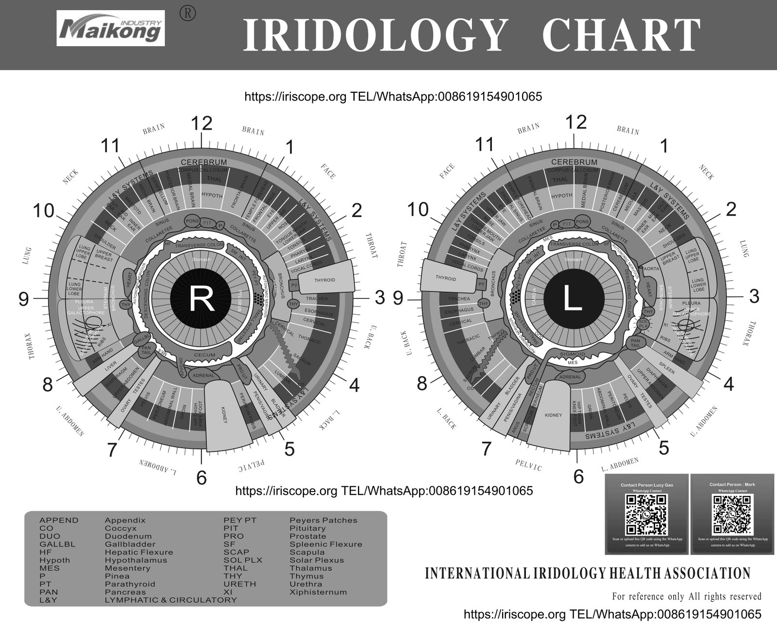 Professional iridology chart printable showing detailed iris zone mapping