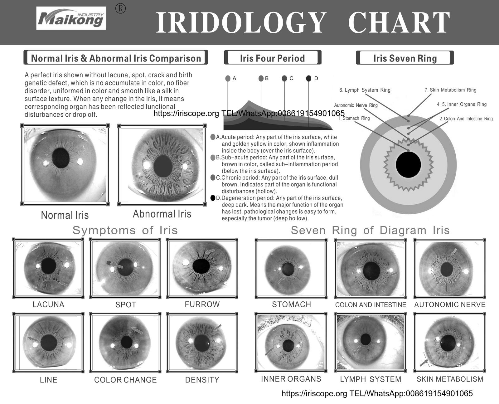 Detailed iridology eye chart printable with organ zone correlations