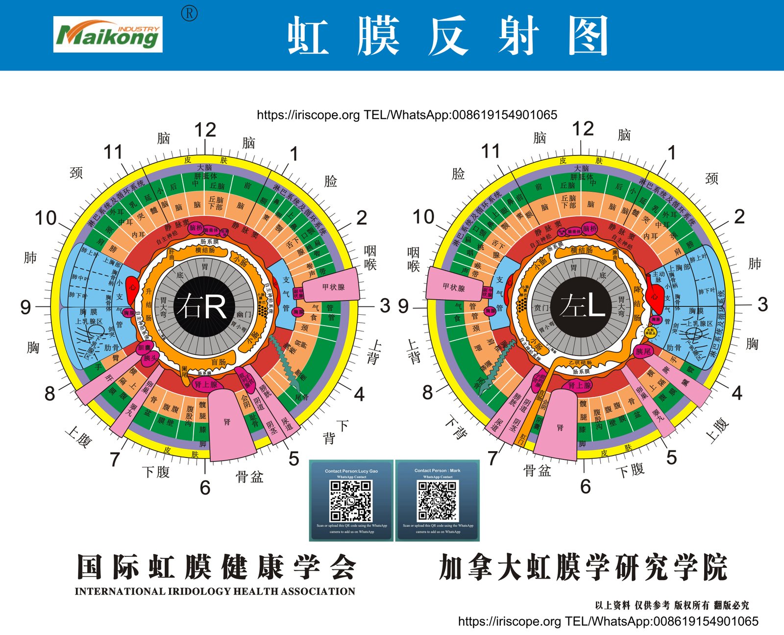 Detailed iridology heart chart showing cardiac zones in left and right iris