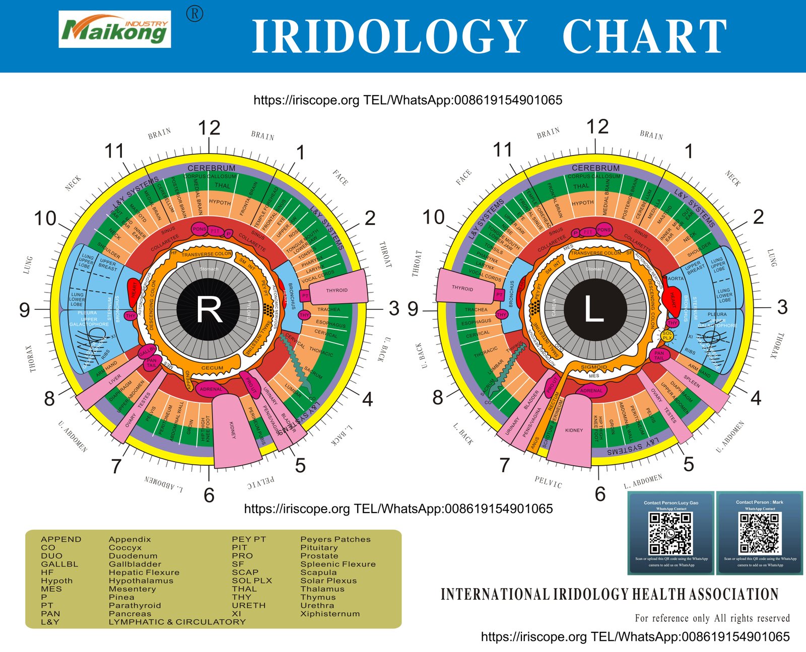 Left and right eye iridology chart comparison