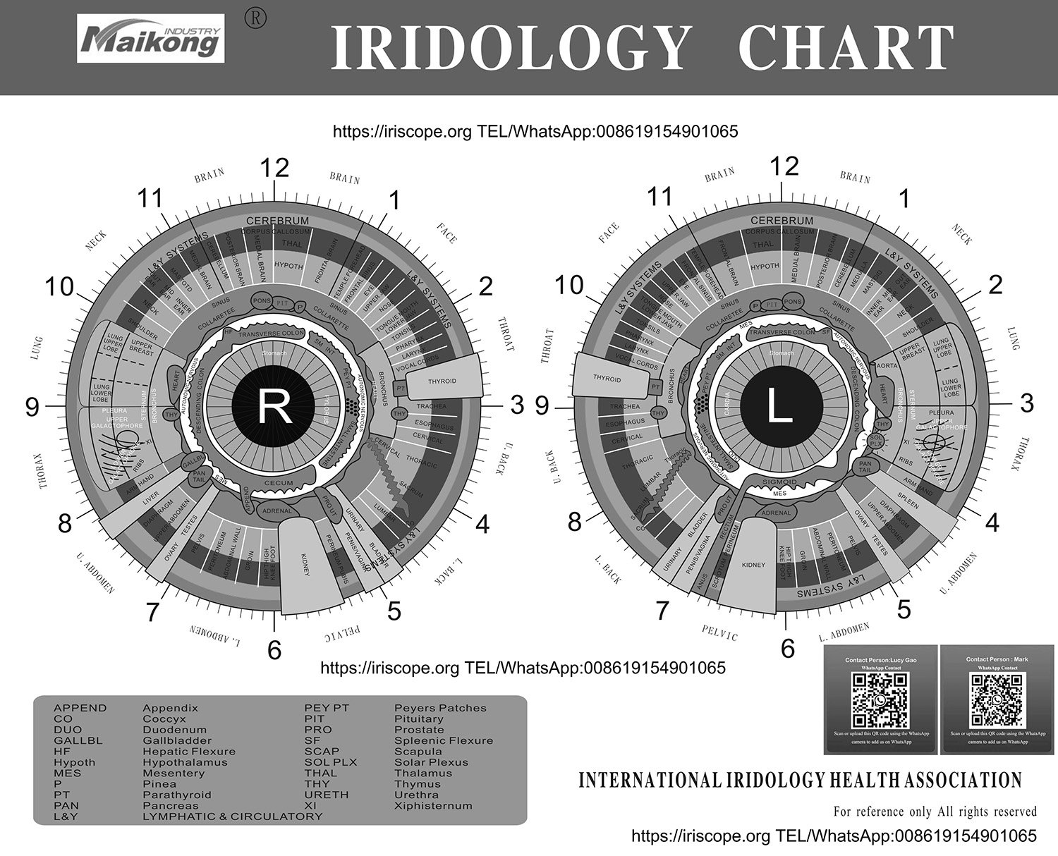 Screenshot of MAIKONG iridology software showing chart overlay on iris image
