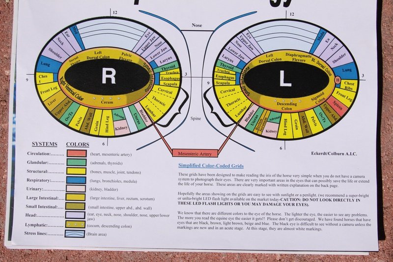Detailed animal iridology chart showing iris zones mapped to organs in dogs and cats