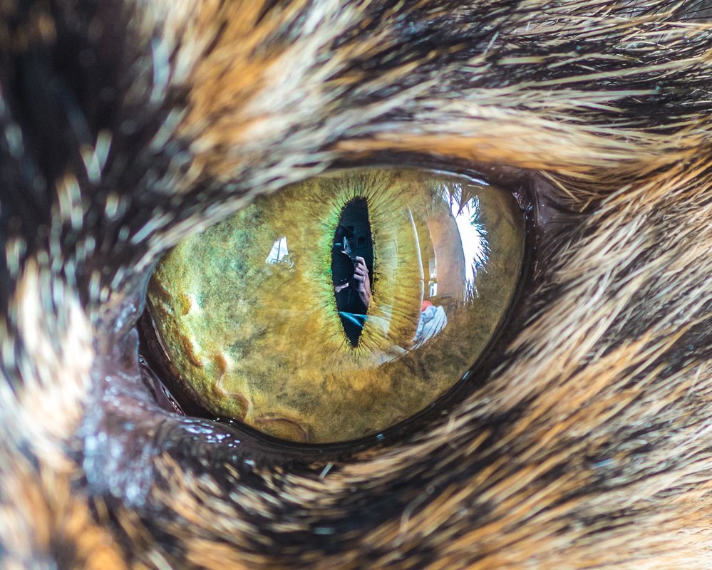 Professional iridology camera capturing animal iris images
