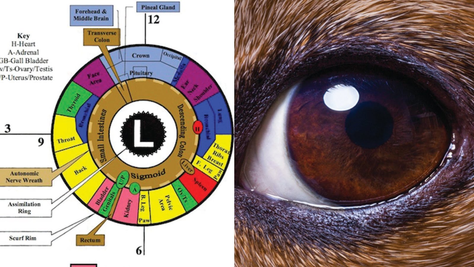 Detailed animal iridology chart showing iris zones mapped to organs in dogs and cats