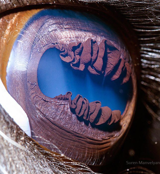 Detailed animal iridology chart showing iris zones mapped to organs in dogs and cats