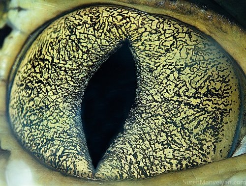 Detailed animal iridology chart showing iris zones mapped to organs in dogs and cats
