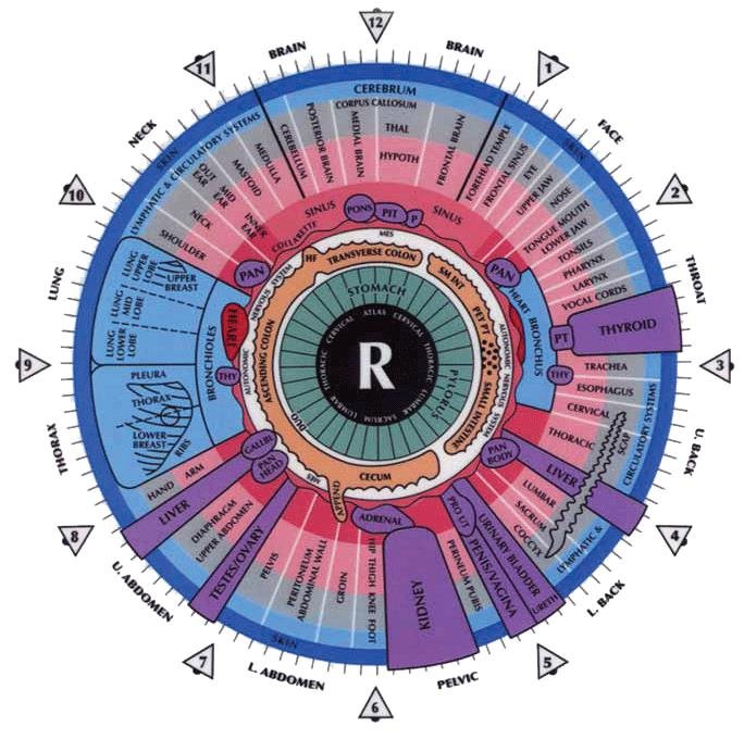 Left eye iridology chart with detailed zone labeling
