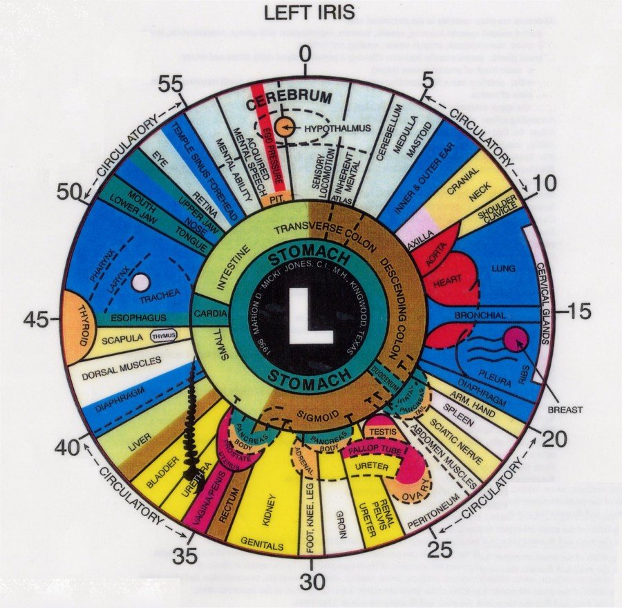 close-up of digestive zones in left eye iridology chart
