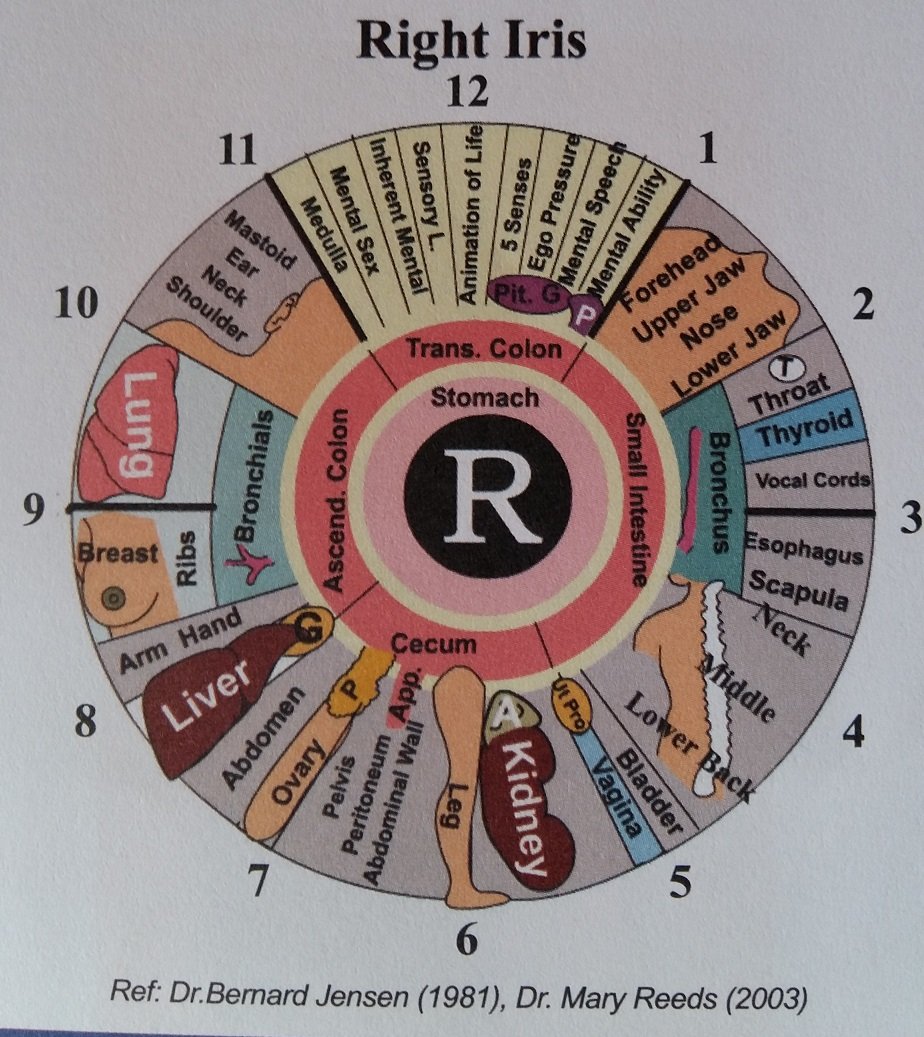 Color variations in right eye iridology analysis
