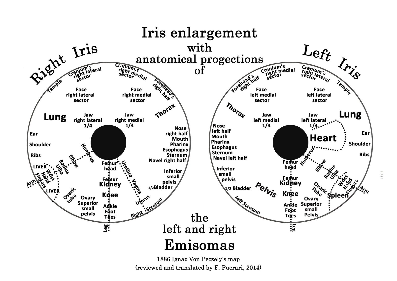 Lower right iris zone organ mapping