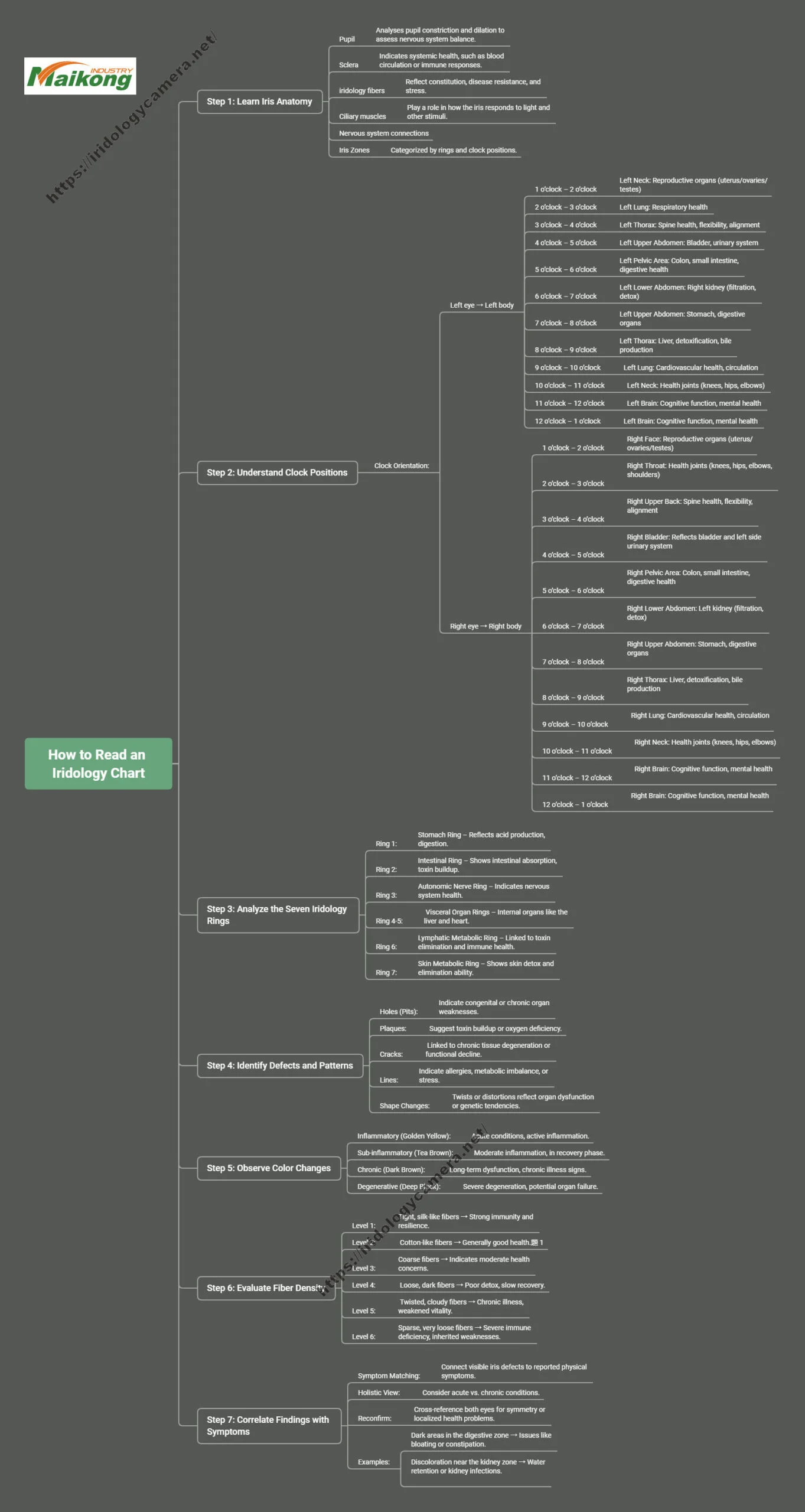 How-to-Read-an-Iridology-Chart-scaled (1)