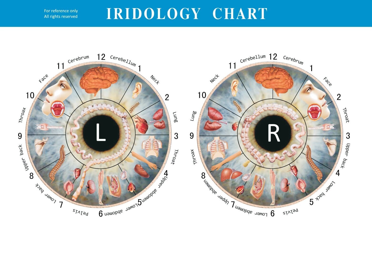 Detailed iridology chart showing complete iris zone mapping