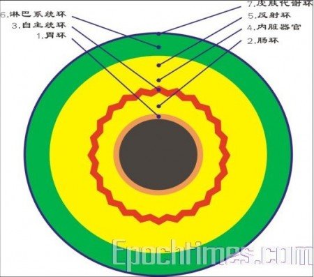 Iridology eye map showing concentric rings from pupil to iris periphery