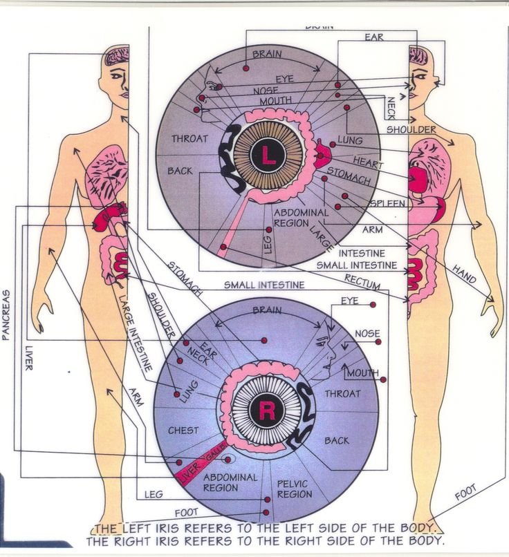 jensen iridology chart zone organization system
