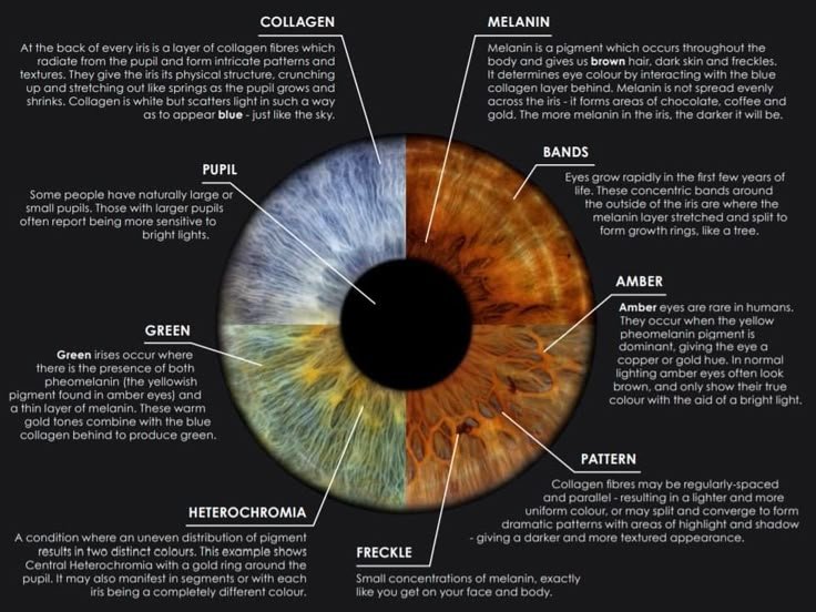 Professional iridology eye color chart showing detailed iris zones for brown, blue and green eyes