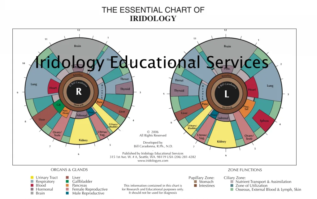 Dr Morse iridology chart showing detailed iris zones and organ mapping