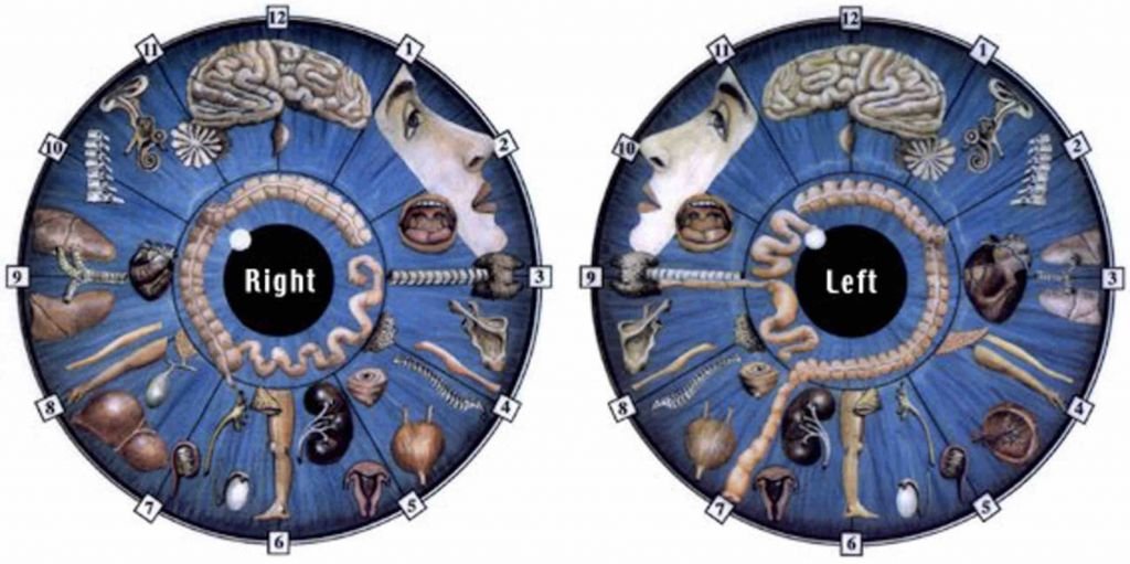 Bernard jensen iridology chart pdf document displayed on tablet screen