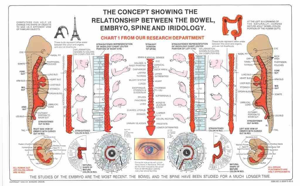 iridologia mappa (5)