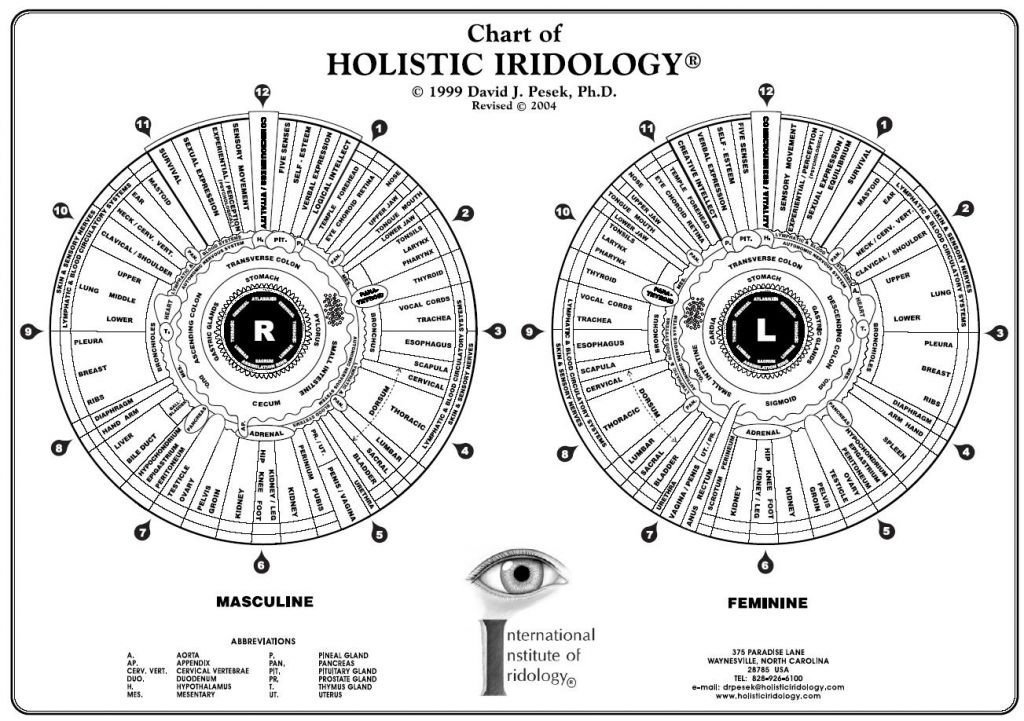 iridologia mappa (5)