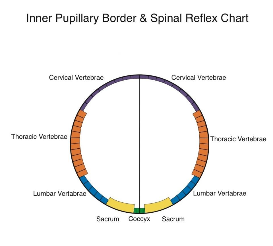 Detailed diagram showing the concentric ring structure and radial divisions of an iridology chart