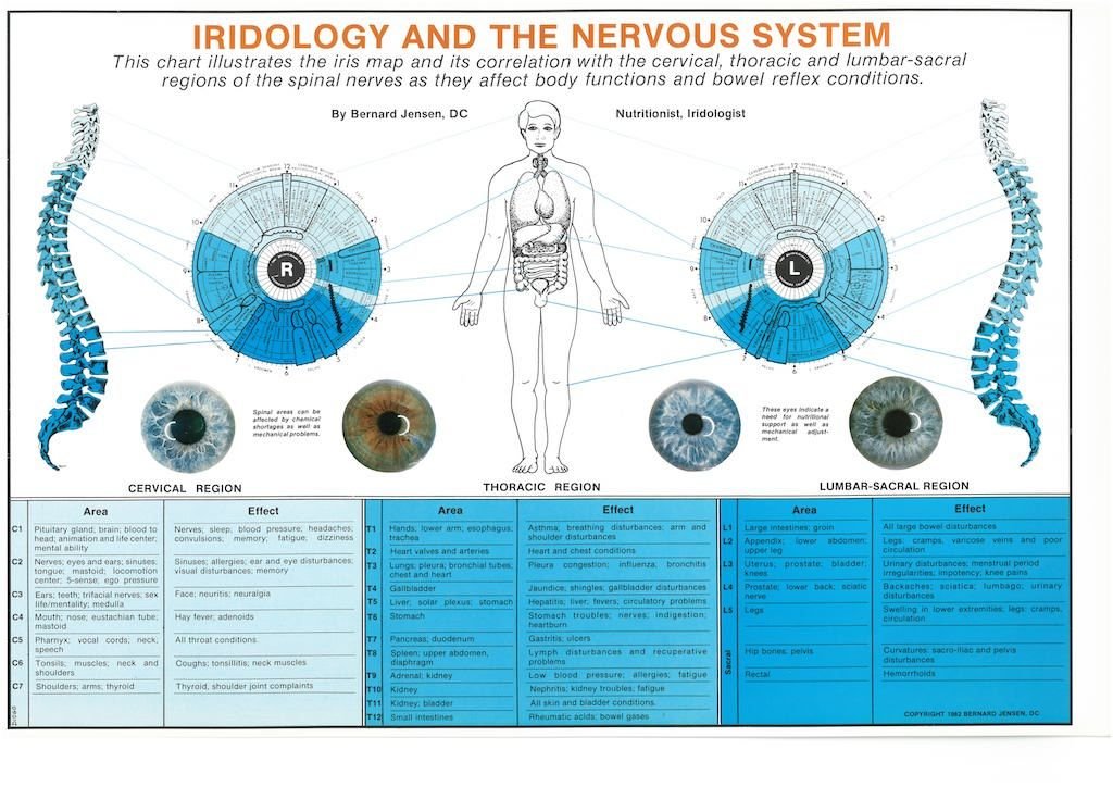 Bernard Jensen iridology chart showing the classic American iridology mapping system