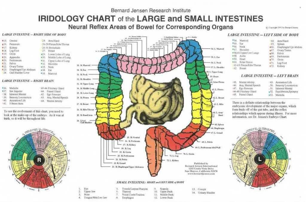 Complete iridology intestine chart showing zone divisions for large and small intestines in both eyes