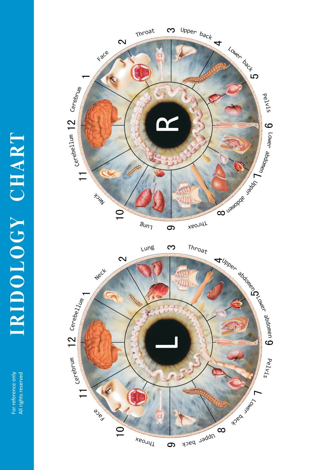 Iridology Chart — Left Eye: Practical Guide for OEM & Private‑Label Brands in Canada 2 Left-eye iridology chart example