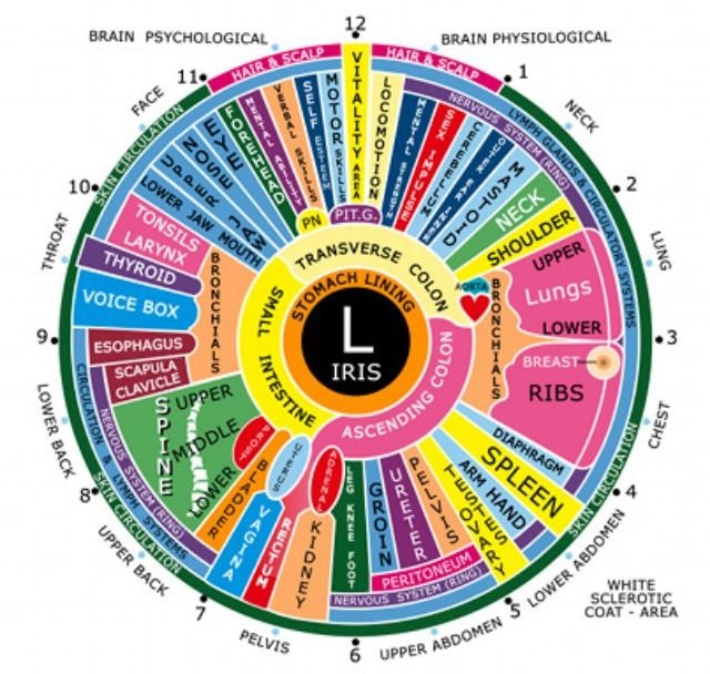 Practical guide to the left‑eye iridology map for naturopathic clinics in Canada — Iridology chart Left eye  (2).jpg