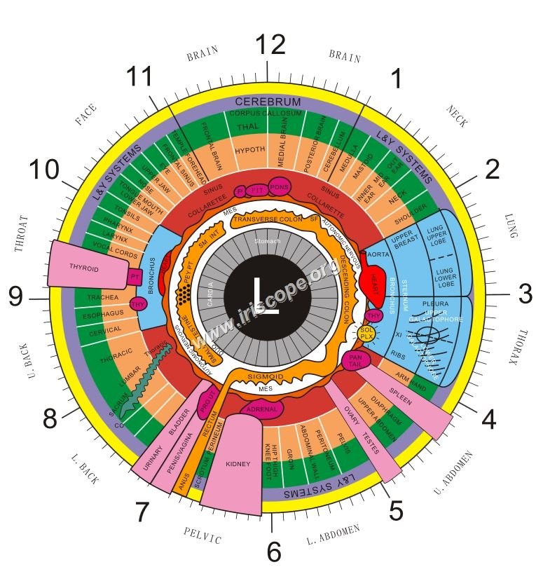 Practical guide to the left‑eye iridology map for naturopathic clinics in Canada — Iridology chart Left eye  (3).jpg