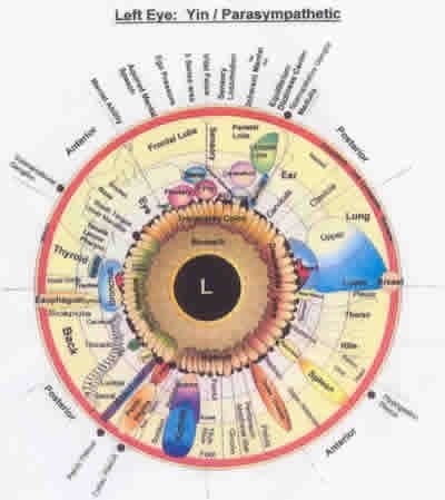 Practical guide to the left‑eye iridology map for naturopathic clinics in Canada — Iridology chart Left eye  (5).jpg
