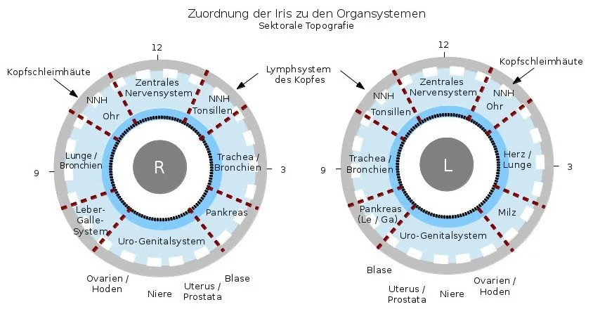 Bernard Jensen iris chart: what it is and when Canadian health product companies should include it — jensen iridology chart (2).jpg