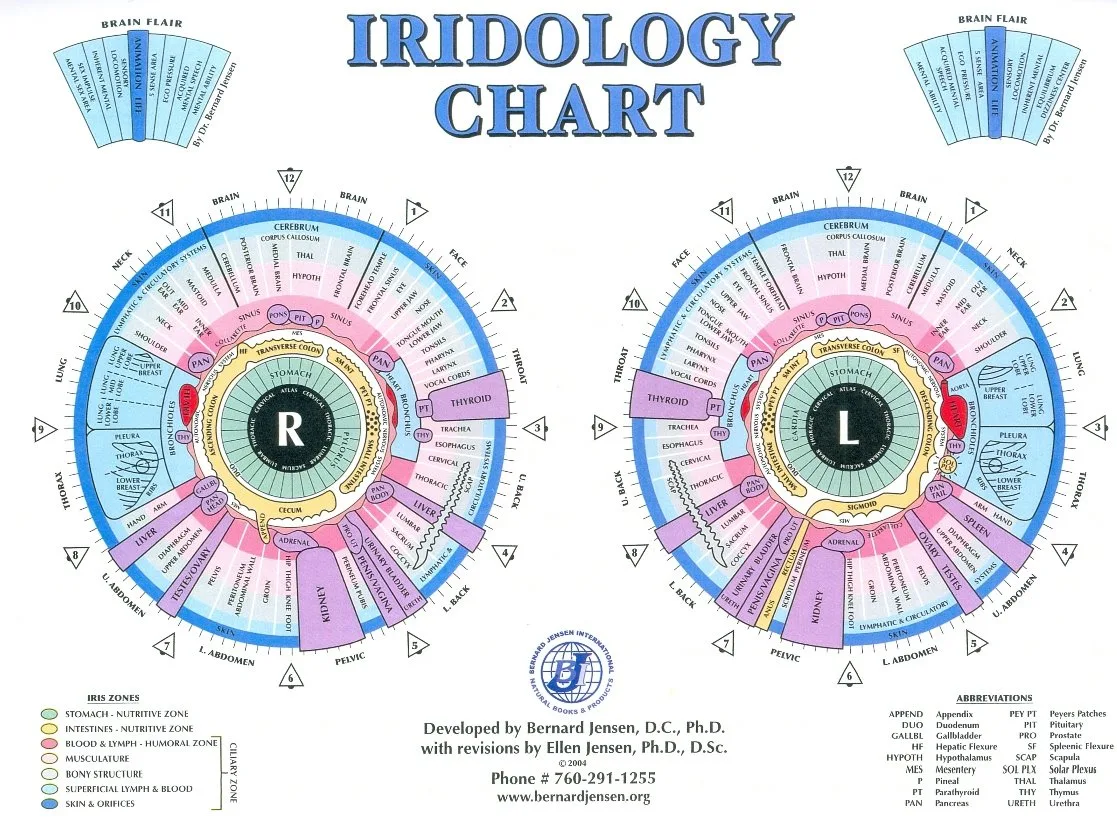 Jensen Iridology Chart — Practical Guide for Canadian Health Product Companies — jensen iridology chart (7).jpg