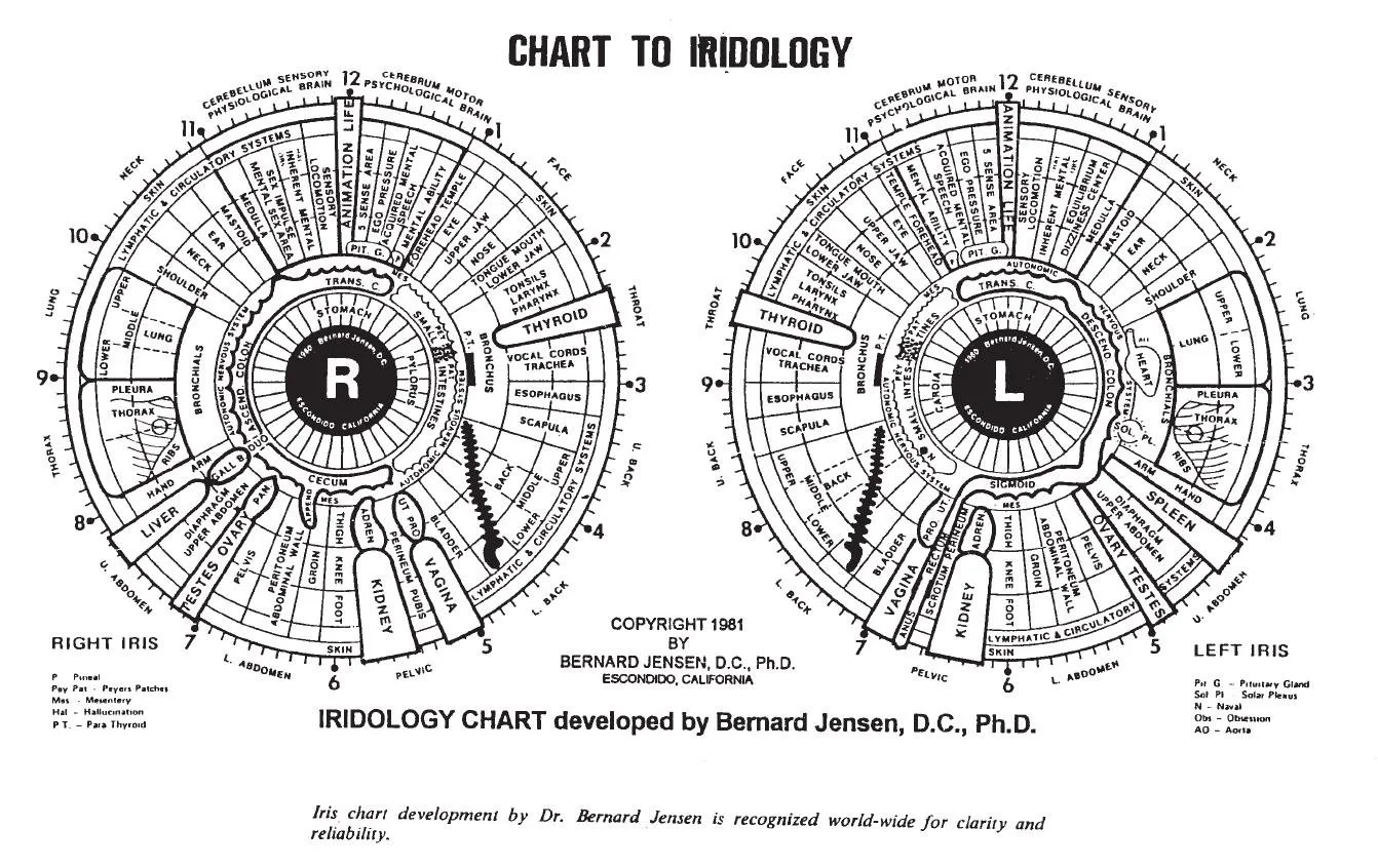 Bernard Jensen iris chart: what it is and when Canadian health product companies should include it — jensen iridology chart (8).JPG