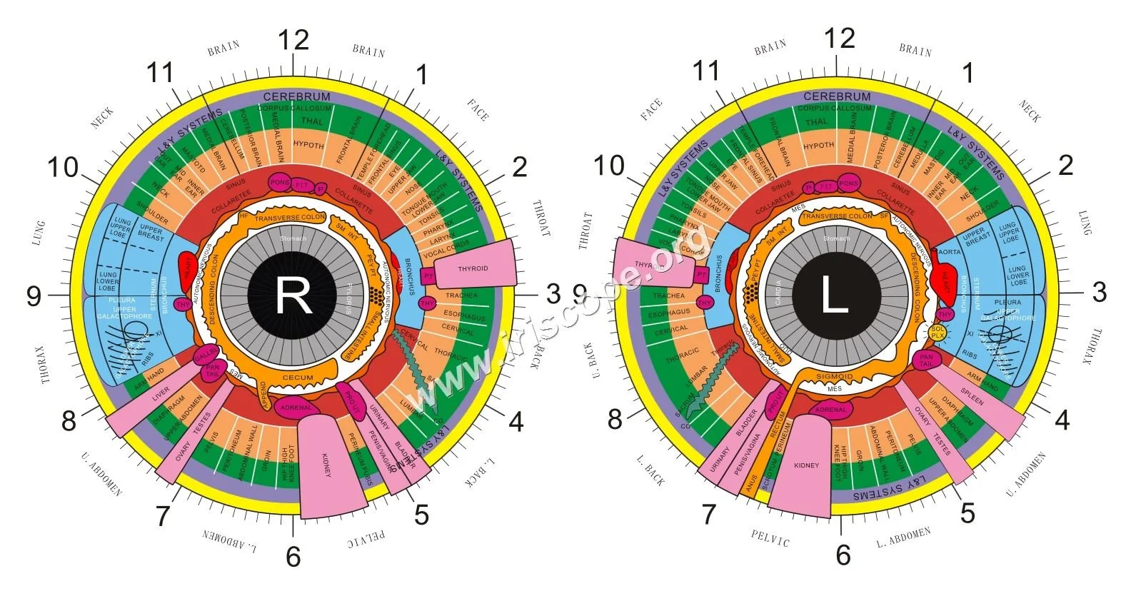 Free Iridology Chart: A Practical Guide for Iridology Schools in Canada 1 Free Iridology Chart: A Practical Guide for Iridology Schools in Canada — jensen iridology chart (6).jpg