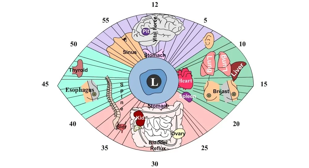 Iridology Chart — Left Eye: Practical Guide for OEM & Private‑Label Brands in Canada 3 Iridology Chart — Left Eye: Practical Guide for OEM & Private‑Label Brands in Canada — Iridology Chart Left Eye (2).jpg