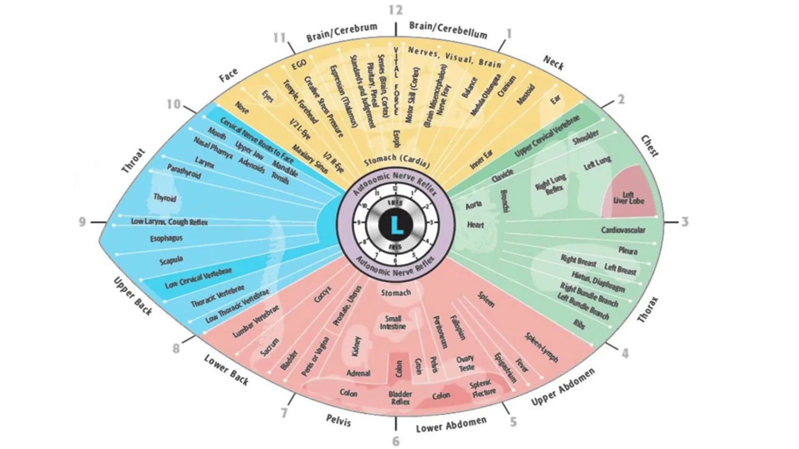 Iridology Chart — Left Eye: Practical Guide for OEM & Private‑Label Brands in Canada 9 Iridology Chart — Left Eye: Practical Guide for OEM & Private‑Label Brands in Canada — Iridology Chart Left Eye (3).jpg