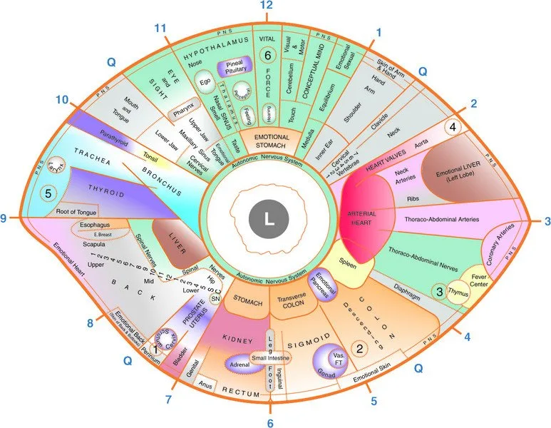 Practical guide to the left‑eye iridology map for naturopathic clinics in Canada — Iridology chart Left eye  (6).jpg