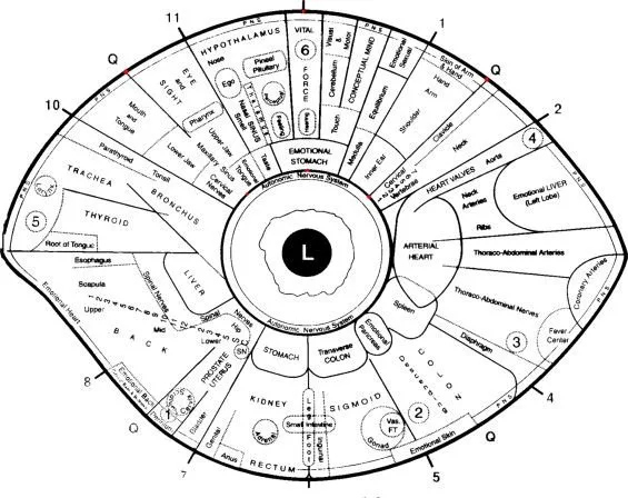 Practical guide to the left‑eye iridology map for naturopathic clinics in Canada — Iridology chart Left eye  (8).jpg