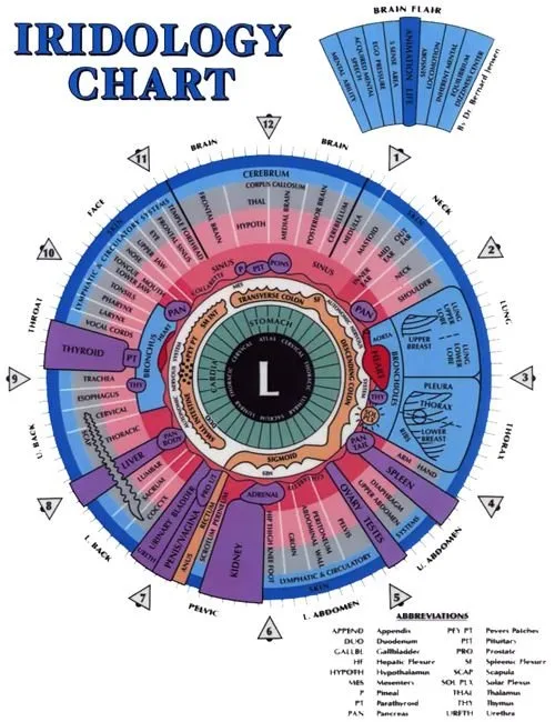 Practical guide to the left‑eye iridology map for naturopathic clinics in Canada — Iridology chart Left eye  (10).jpg