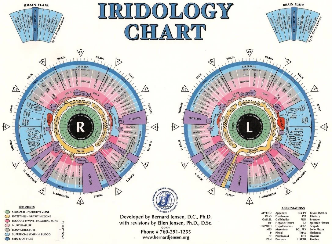 Jensen Iridology Chart — Practical Guide for Canadian Health Product Companies — jensen iridology chart (1).jpg