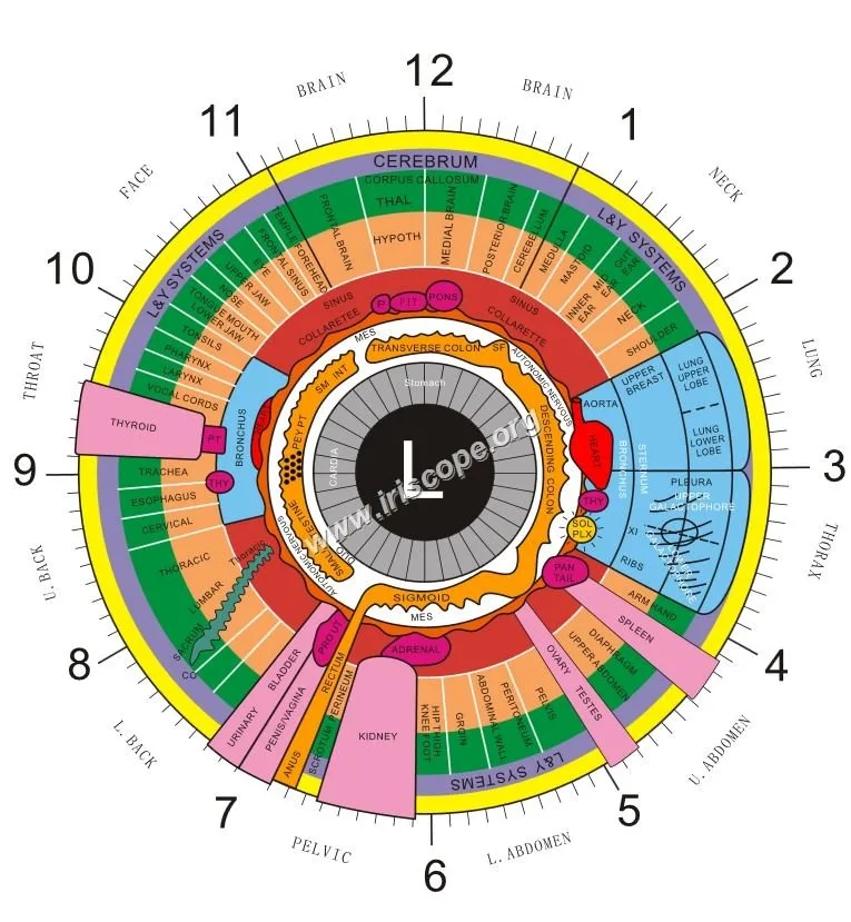 Left Iris Chart for Naturopathic Clinics in Canada — Practical Guide and Visual Reference — Iridology chart Left eye  (3).jpg